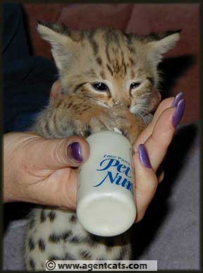 Merryn - Savannah kitten