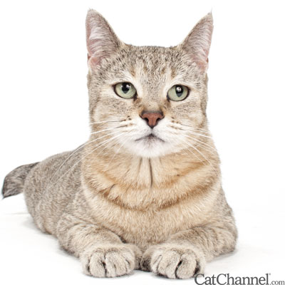 Pixie-Bob Cat from Special Agent Cattery